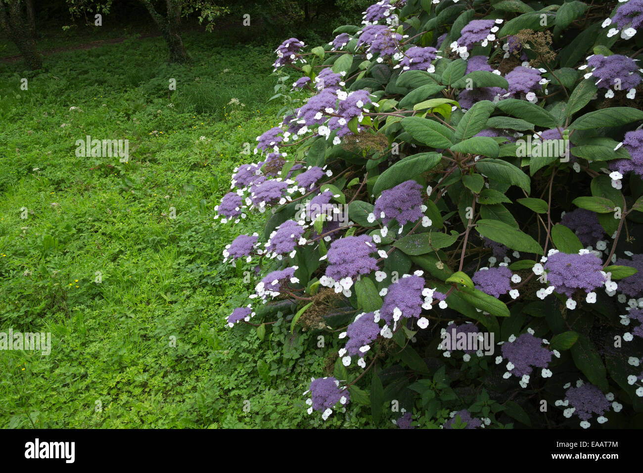 Sizergh Castle gardens Hydrangea Sargentiana bush of purple flowers Stock Photo