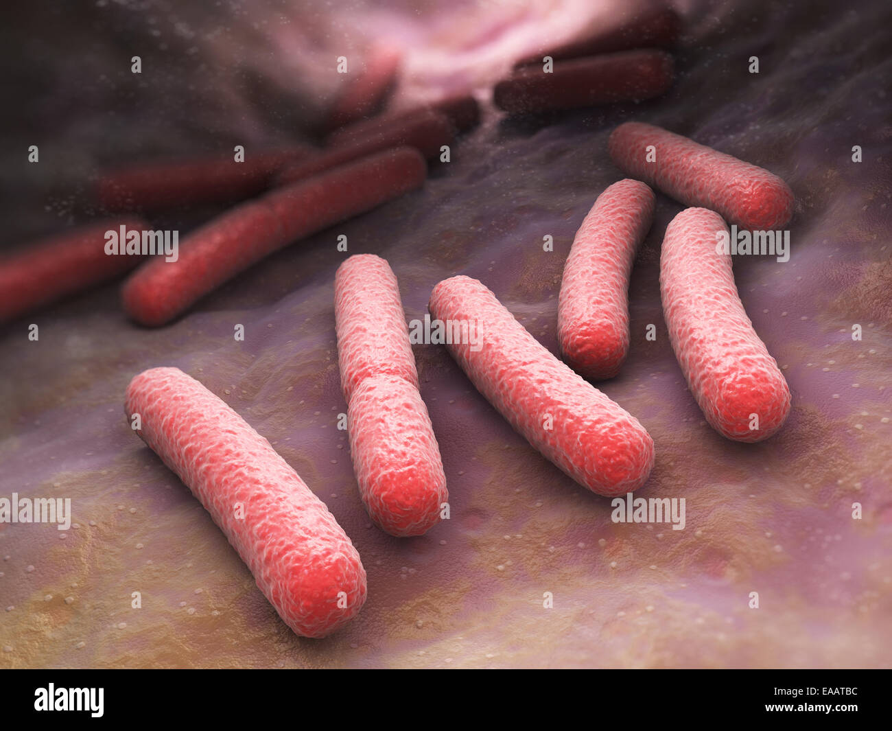 Escherichia coli bacteria cells Stock Photo