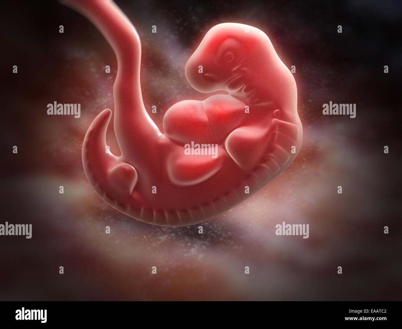 human embryo at the end of 5 weeks Stock Photo