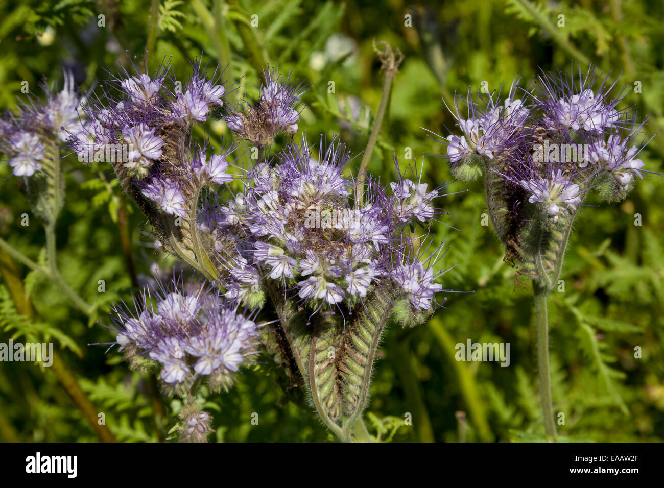 plantation blue phacelia (Phacelia tanacetifolia Benth) Stock Photo