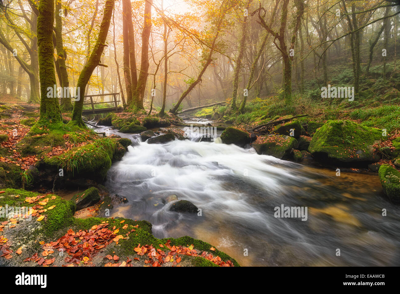 Misty Autumn morning at Golitha Falls where the River Fowey flows through woodland on the edge of Bodmin Moor in Cornwall Stock Photo