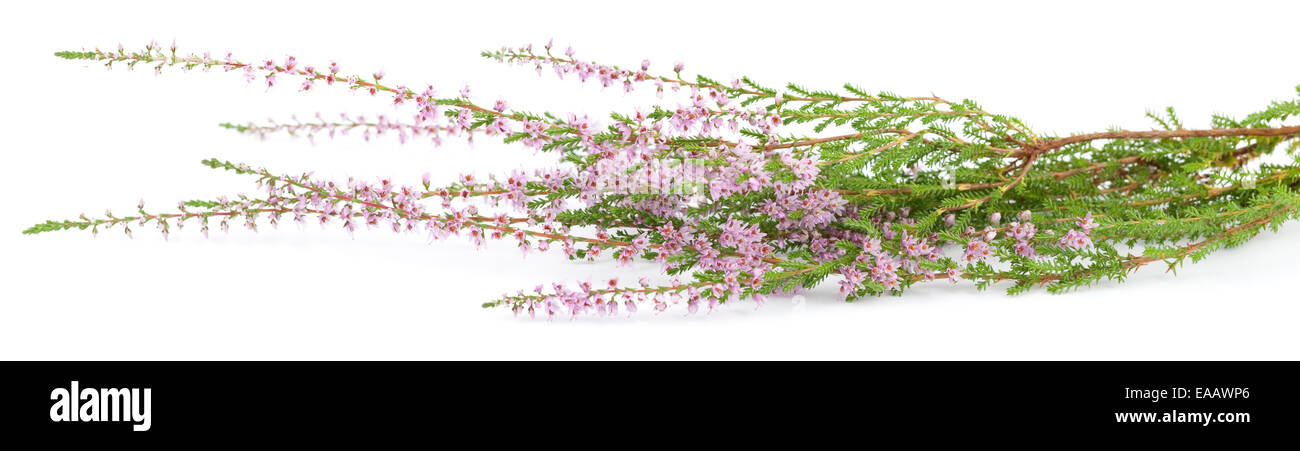 purple heather (Calluna vulgaris) on white background Stock Photo
