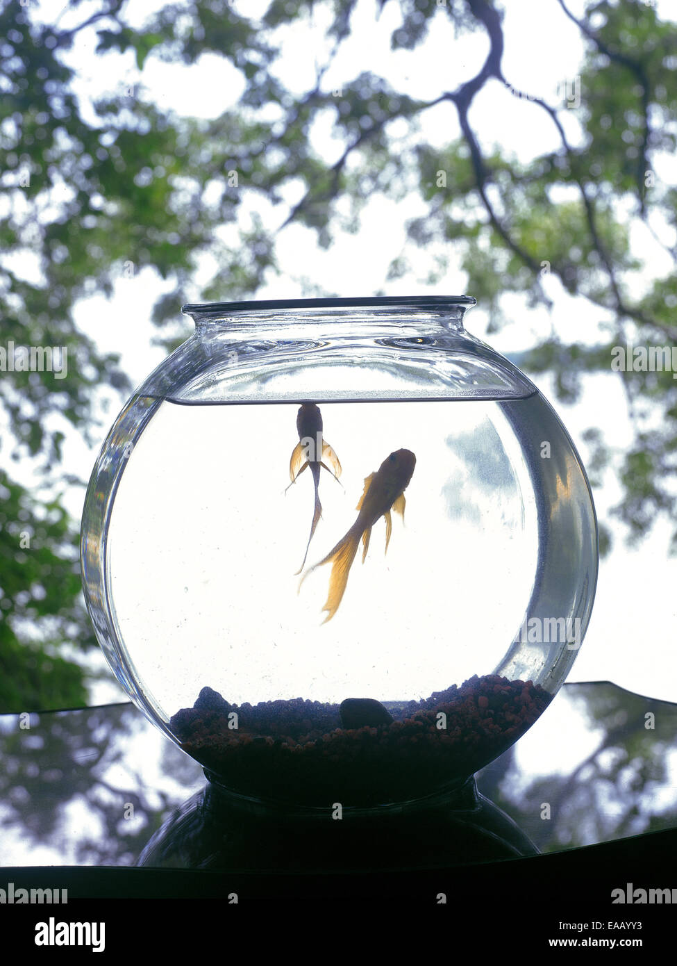Goldfish bowl hires stock photography and images Alamy