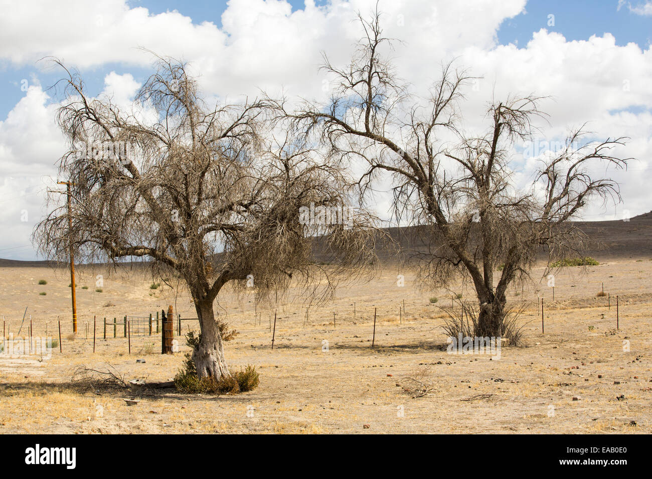Drought killed trees in Bakersfield, California, USA. Following an