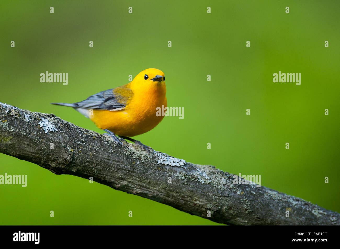 Prothonotary Warbler Stock Photo