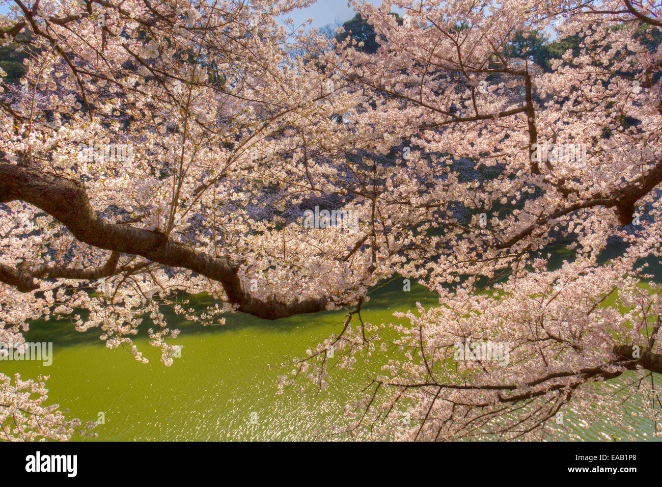 Imperial Palace Cherry Blossoms Stock Photo Alamy
