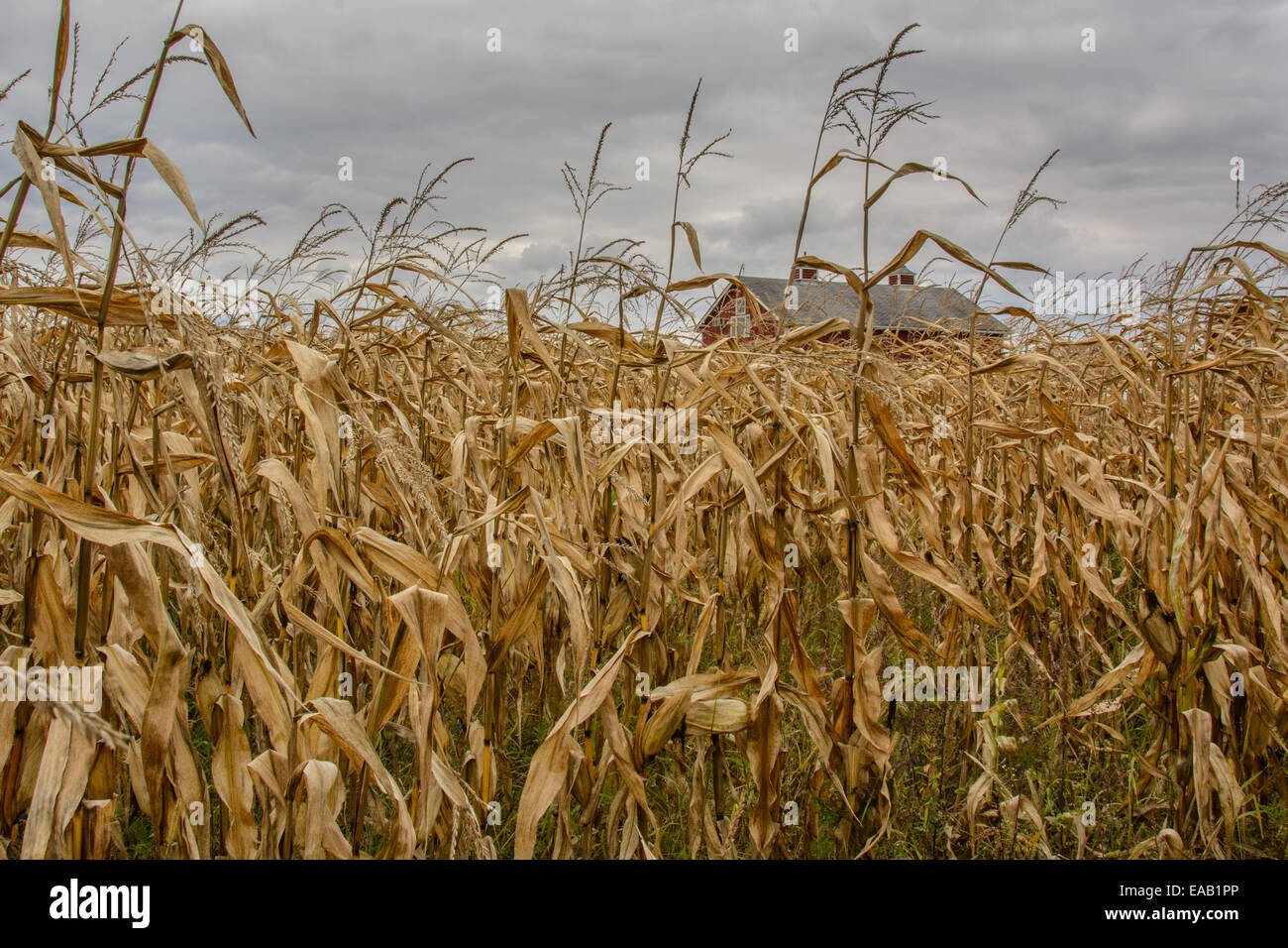 Fall corn field in autumn with a barn just invisible in distance with a dark ominous sky. Stock Photo