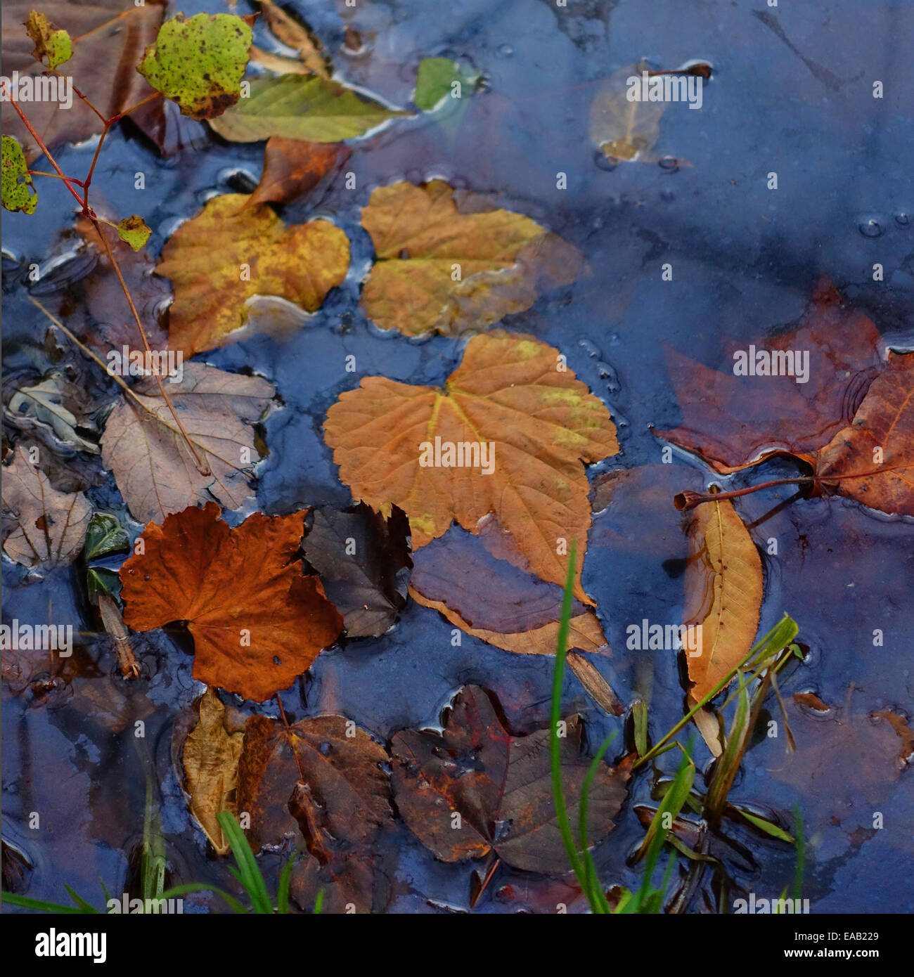 Stagnant water hires stock photography and images Alamy
