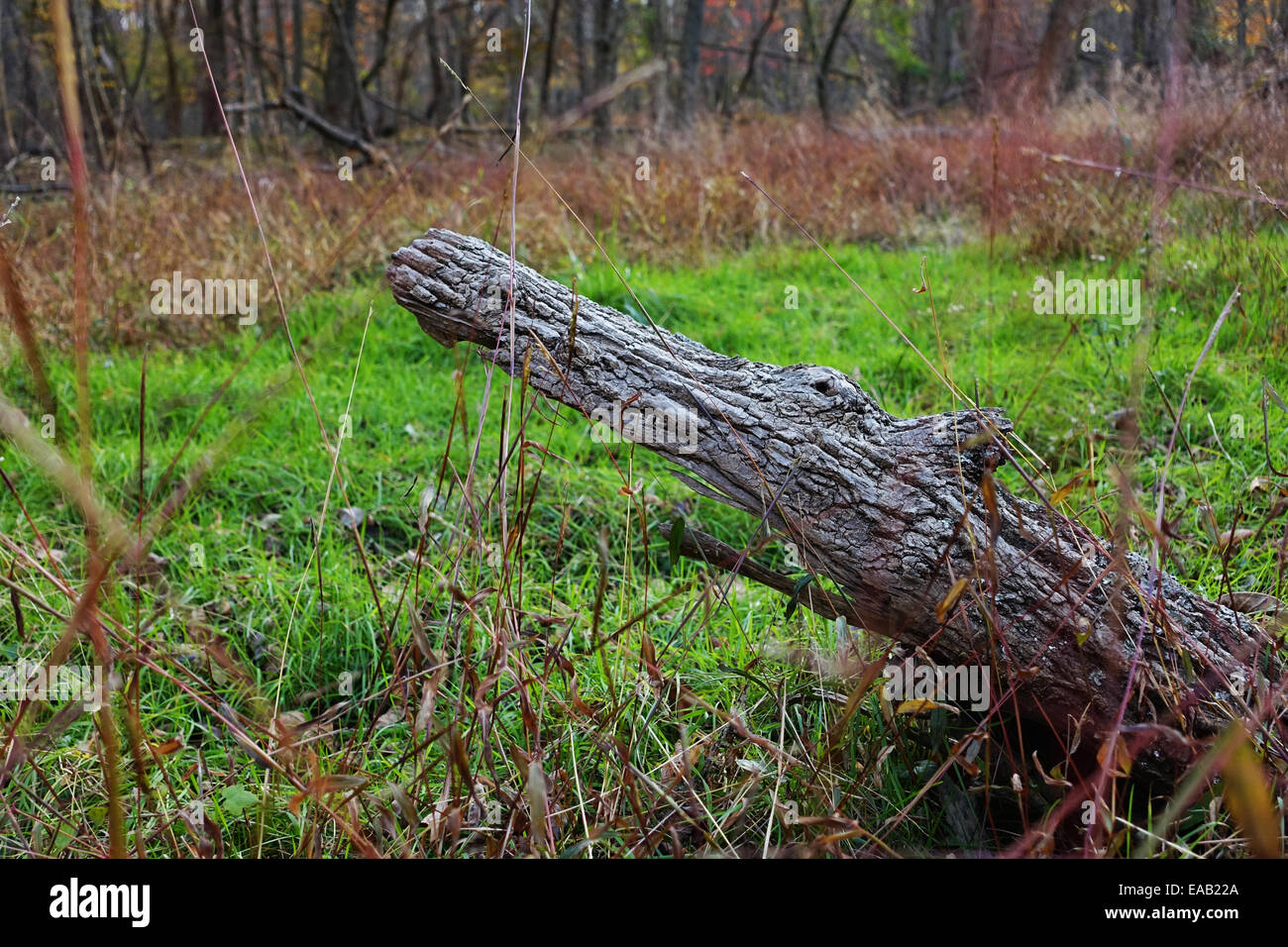 a log looking like a monster or alligator sticks out of a marshy grass