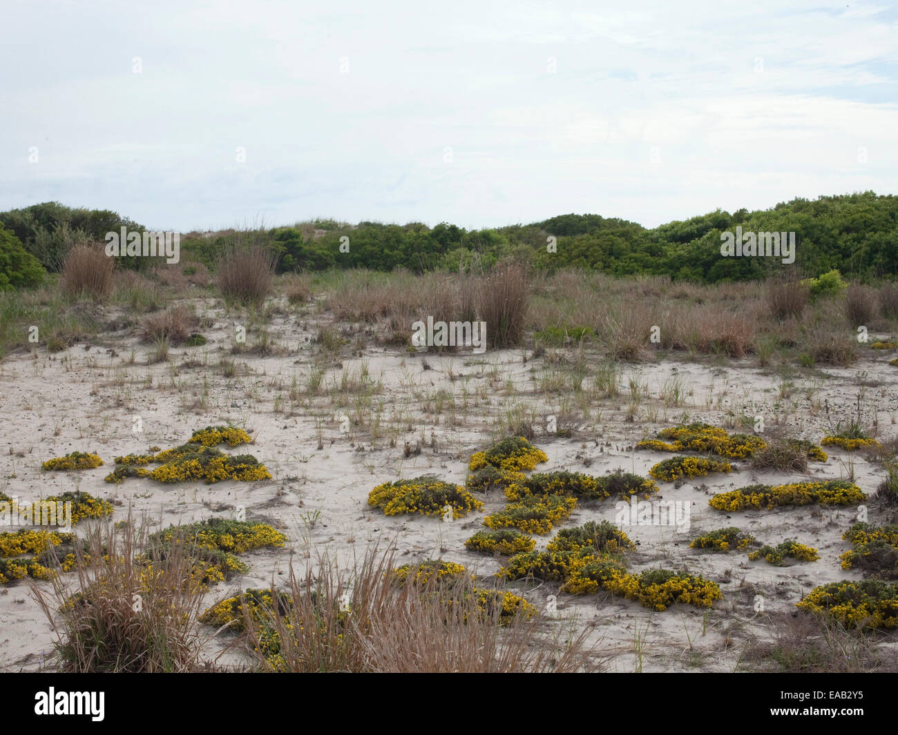 Beach dunes and Golden flora in Spring Stock Photo