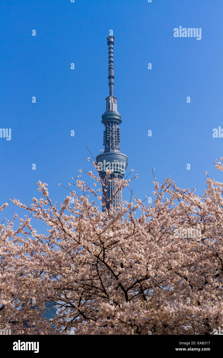 Tokyo Sky tree and cherry tree in tokyo , Japan Stock Photo Alamy