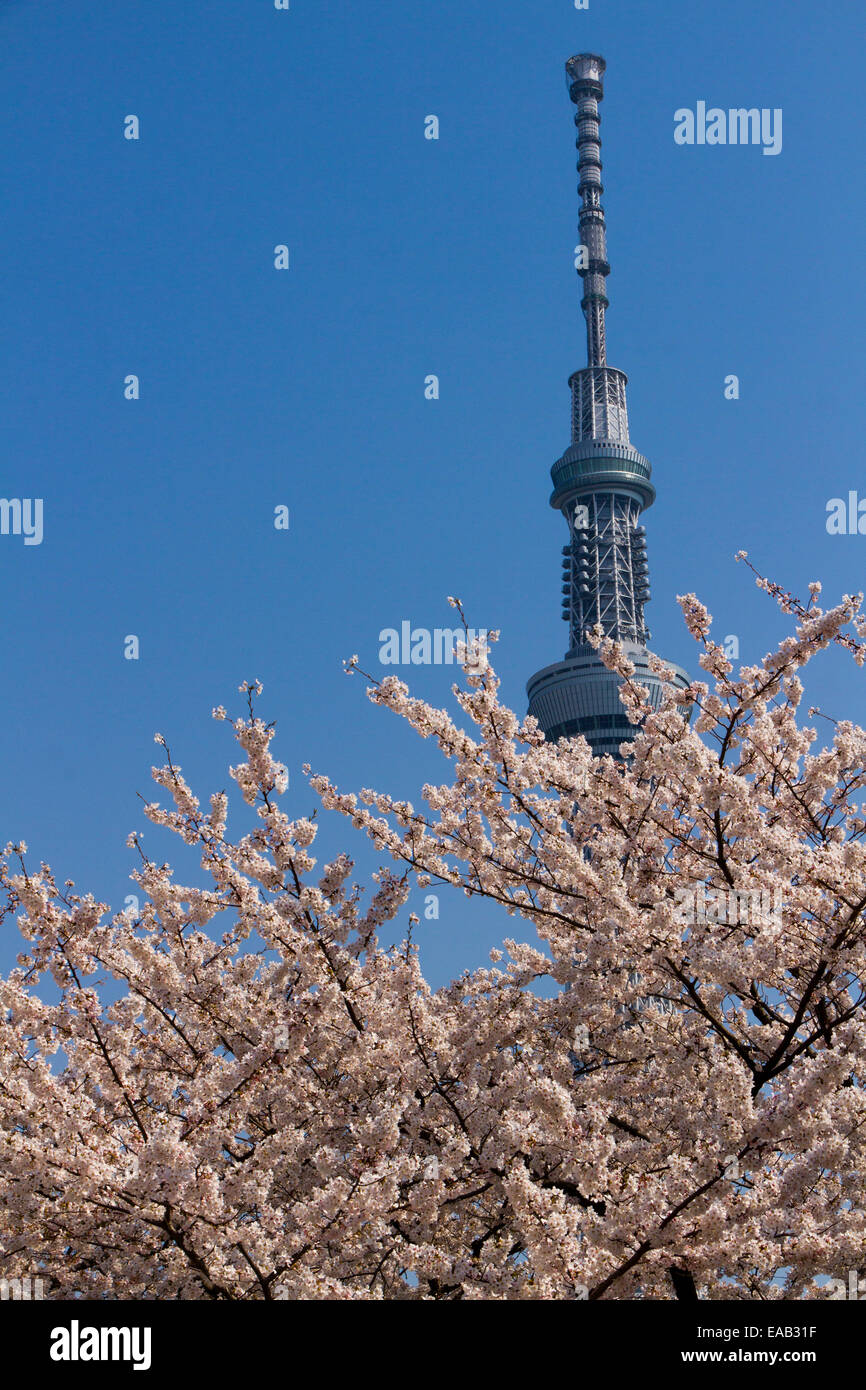 Tokyo Sky tree and cherry tree in tokyo , Japan Stock Photo - Alamy