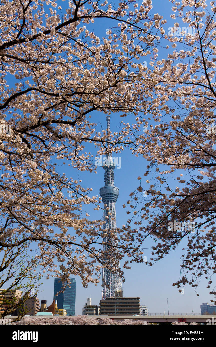 Tokyo Sky tree and cherry tree in tokyo , Japan Stock Photo