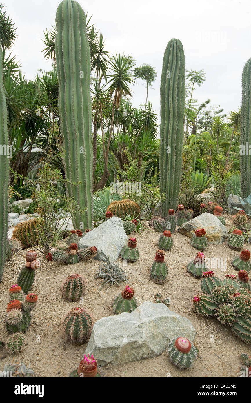 Collection of Melocactus / Turk's Cap cacti & tall Cereus species growing in Sun Pavilion at Singapore's Gardens By The Bay Stock Photo