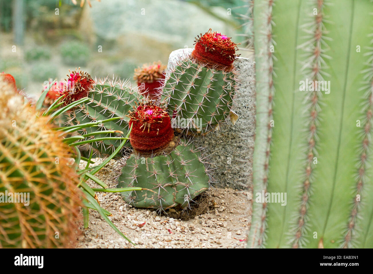 Group of Melocactus, Turk's Cap cactus, growing and with red flowers in Sun Pavilion at Gardens By The Bay in Singapore Stock Photo