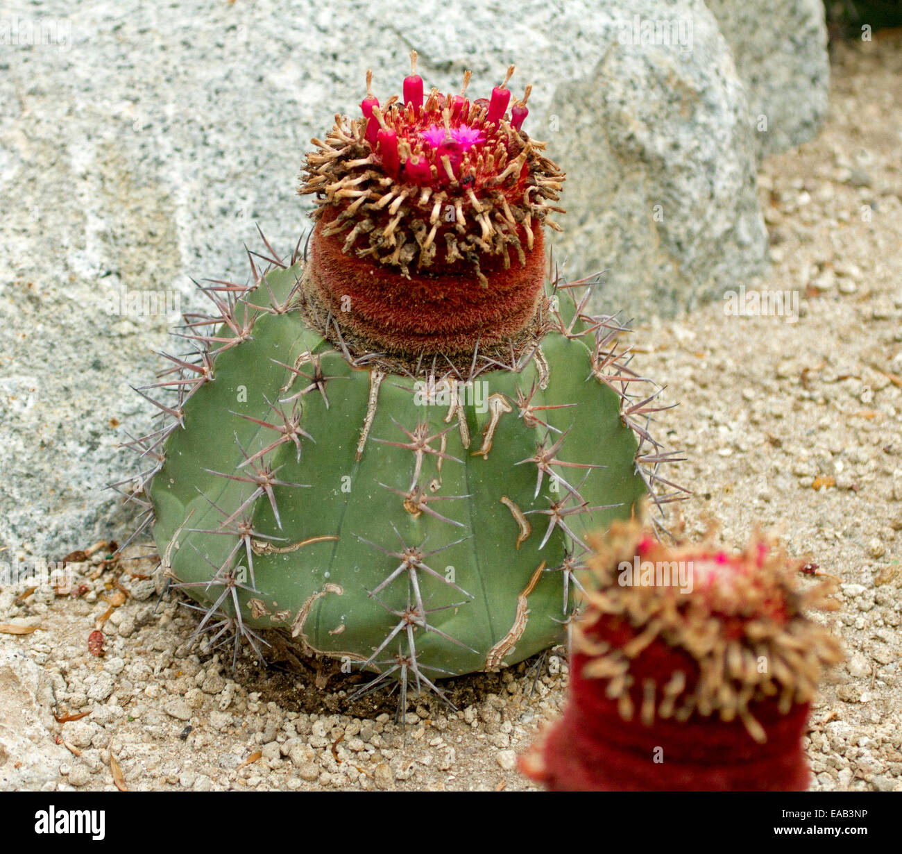 Melocactus, Turk's Cap cactus, growing and with red flowers in Sun Pavilion  at Gardens By The Bay in Singapore Stock Photo - Alamy