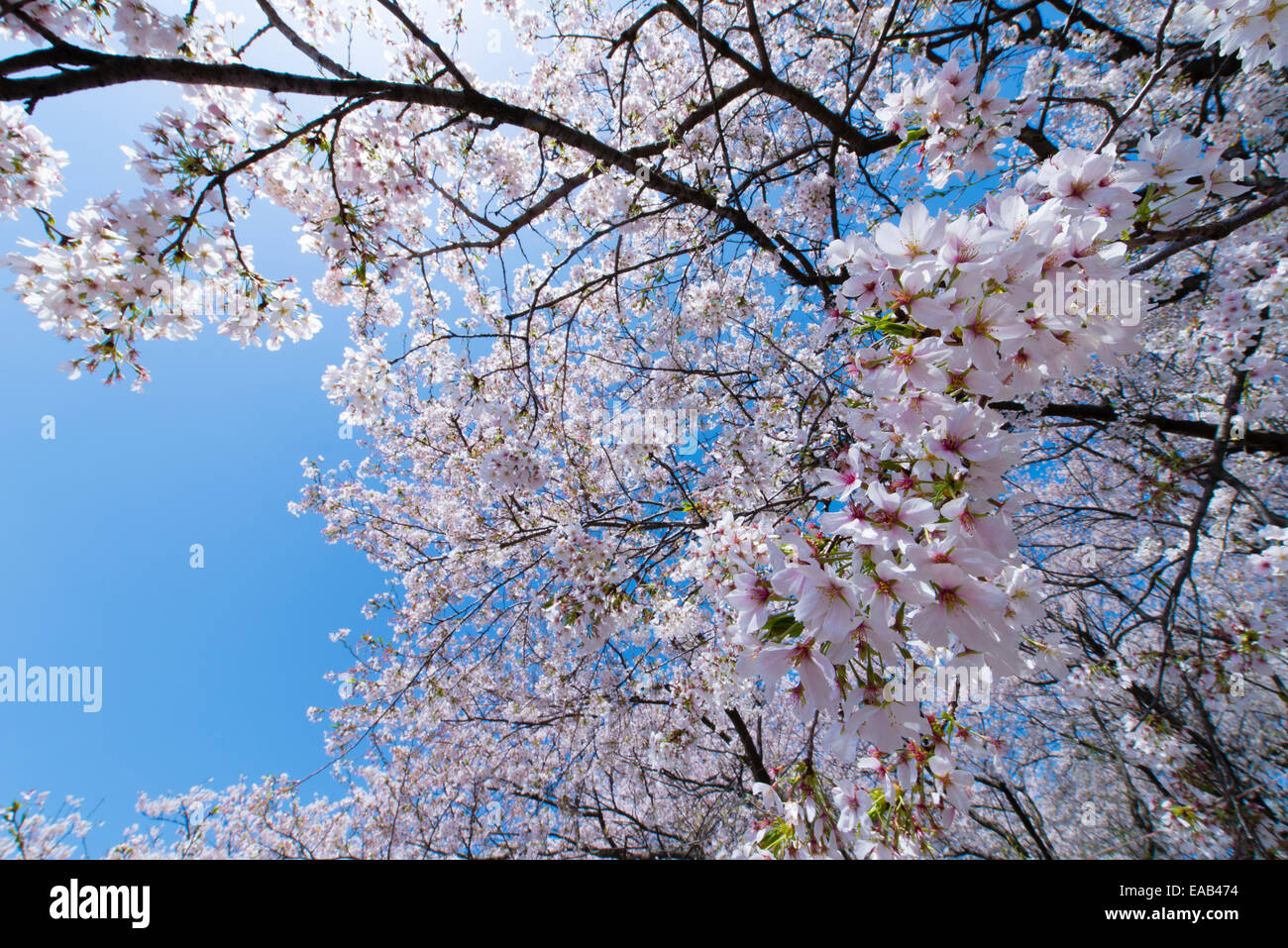 Blue sky and cherry tree Stock Photo - Alamy