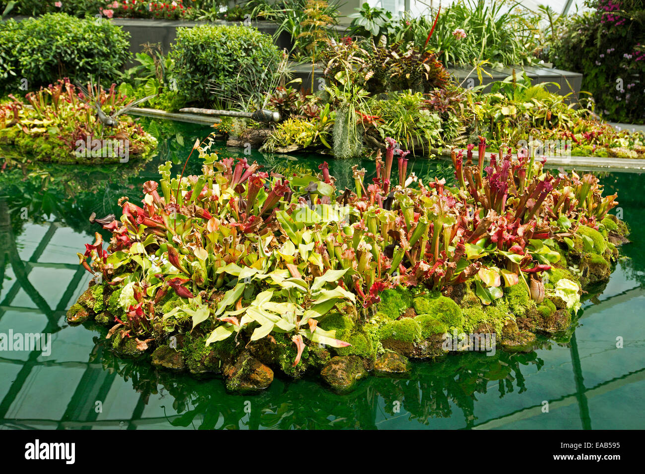 Red / green insect eating pitcher plants, Sarracenia species, in pool in cloud forest dome in