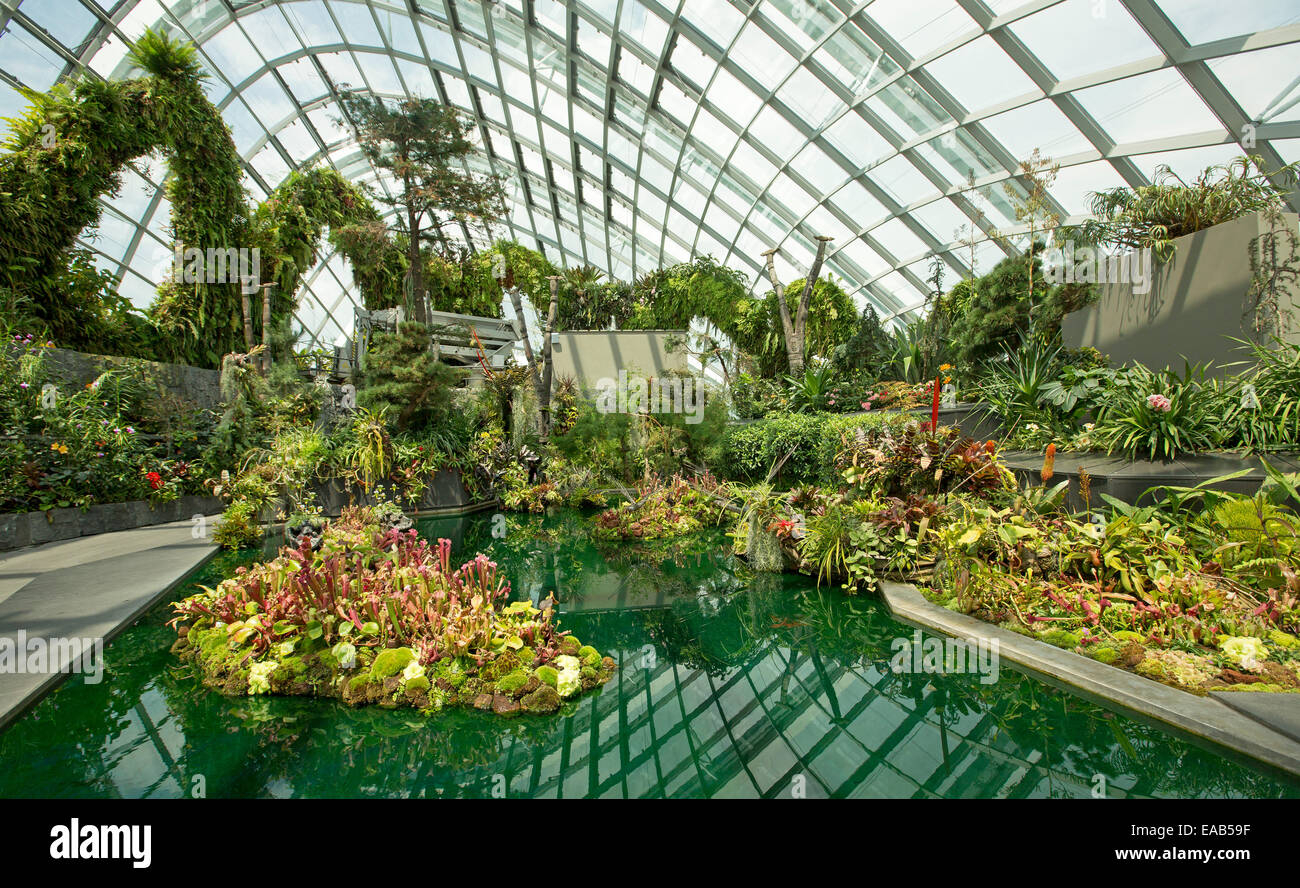 Red / green insect eating pitcher plants, Sarracenia species, in pool in cloud forest dome in