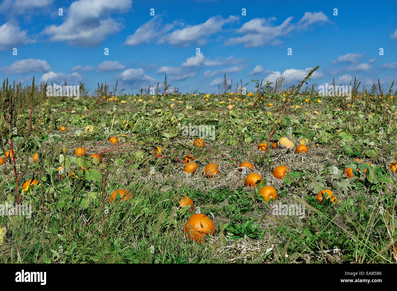 Pumpkin patch, Lancaster County, Pennsylvania, USA Stock Photo Alamy
