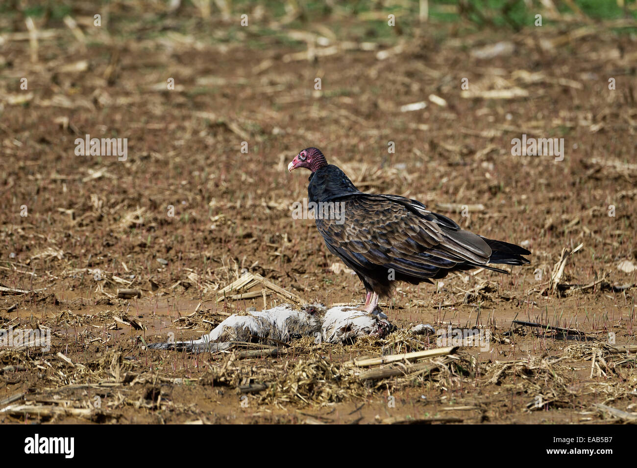 Turkey buzzard feeding on the carcass of a dead animal. Stock Photo