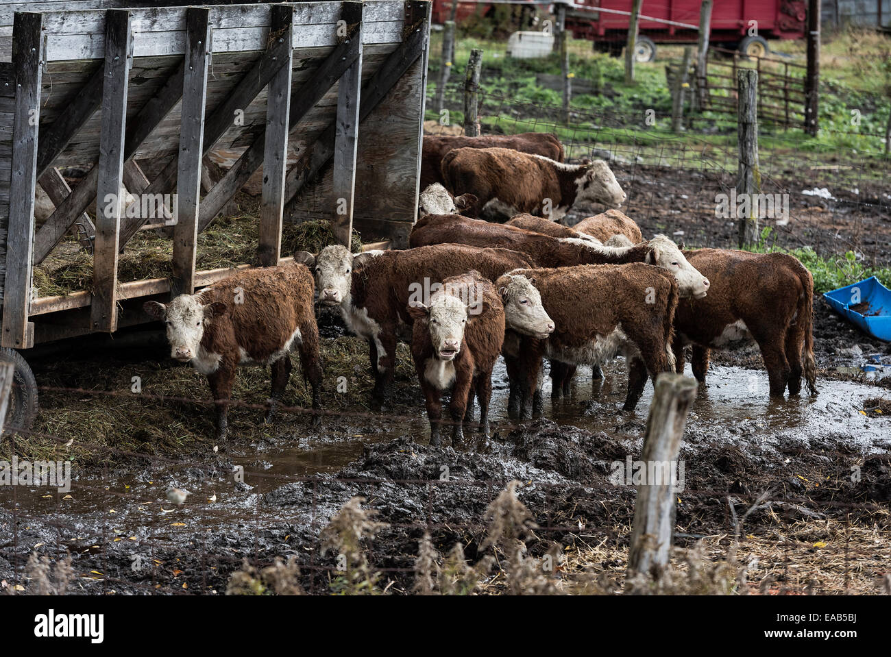 Cattle herd at feed station, New York, USA Stock Photo