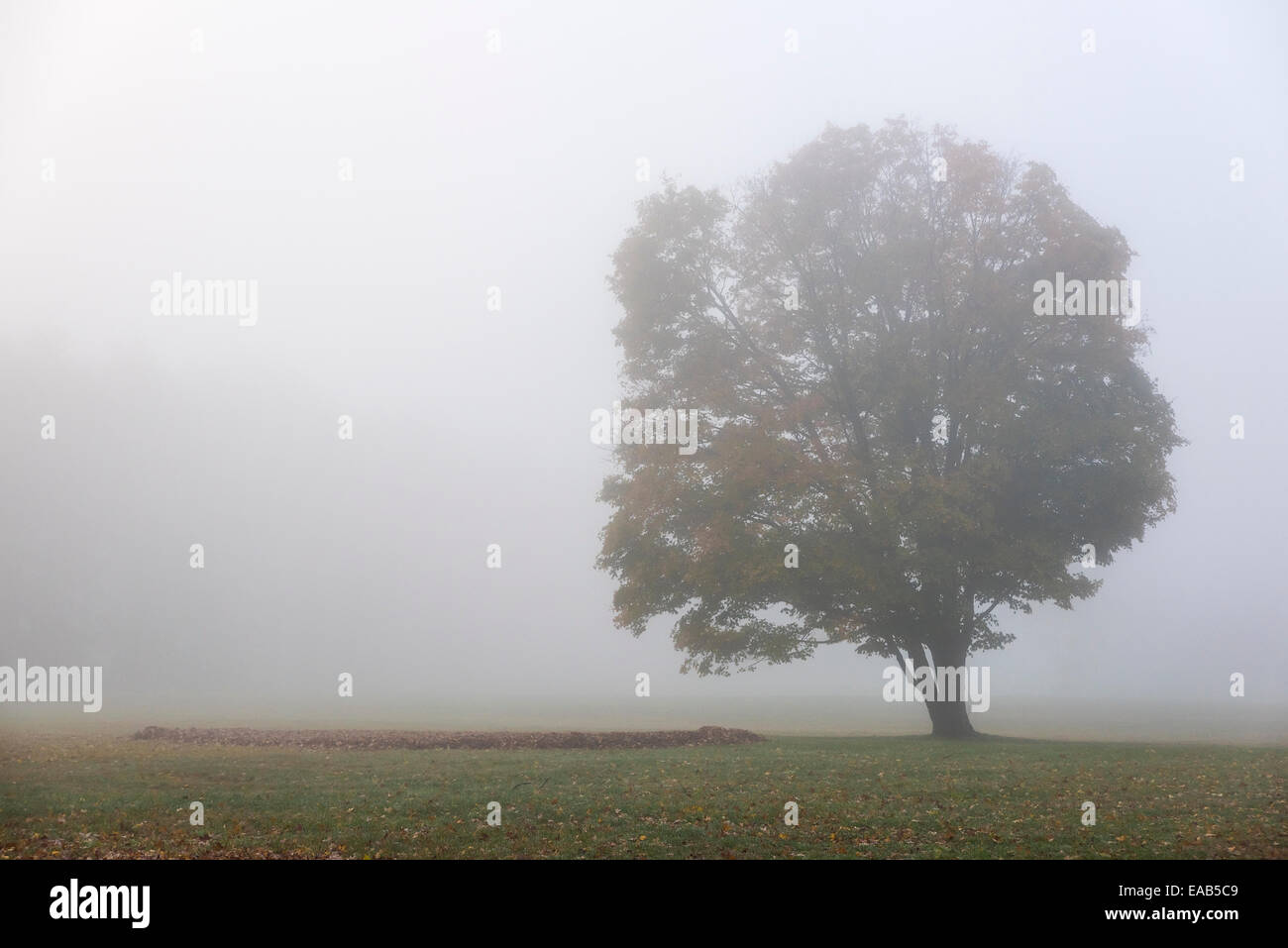Soft morning mist enshrouds a lone autumn tree, New York, USA Stock Photo