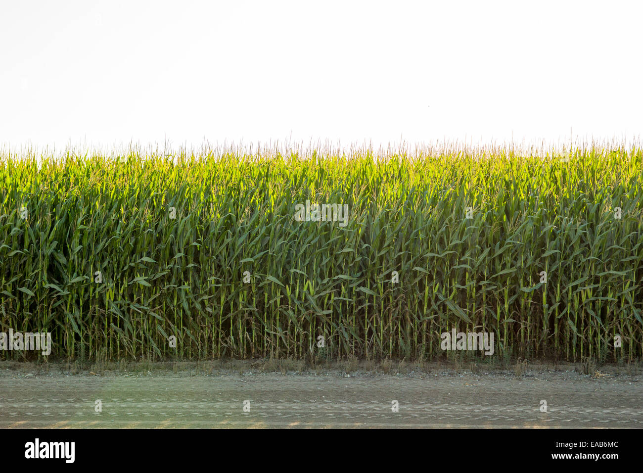 A field of corn ready for harvest Stock Photo - Alamy