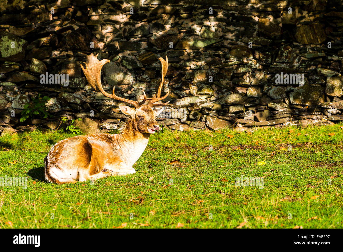 Male Fallow Deer sitting on the grass in Bradgate Park in Charnwood Forest Stock Photo