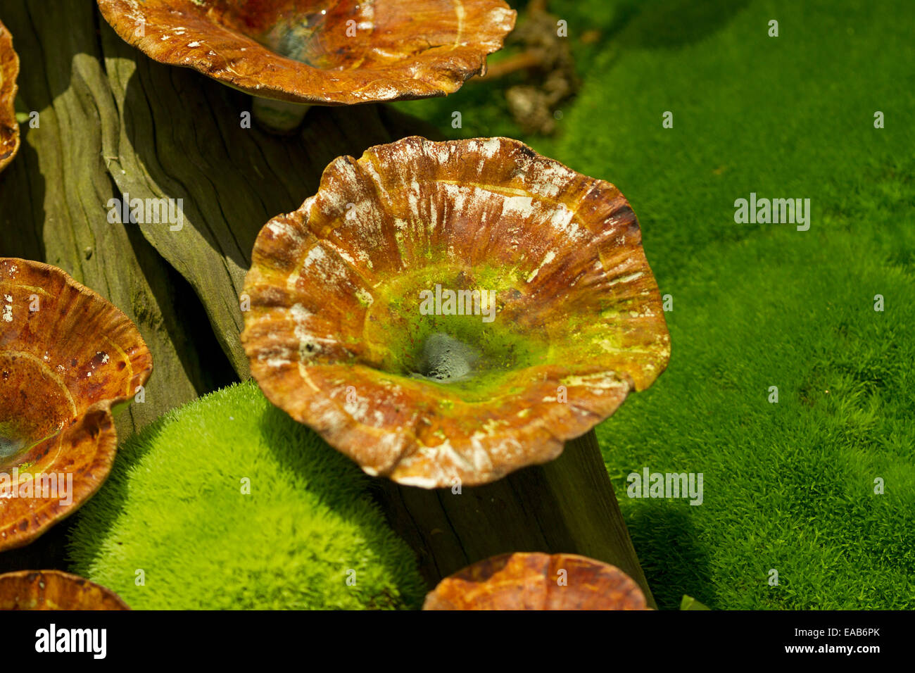 Close up of vivid orange toadstool, Microporus xanthopus, with emerald clumping moss on floor of tropical forest in Singapore Stock Photo