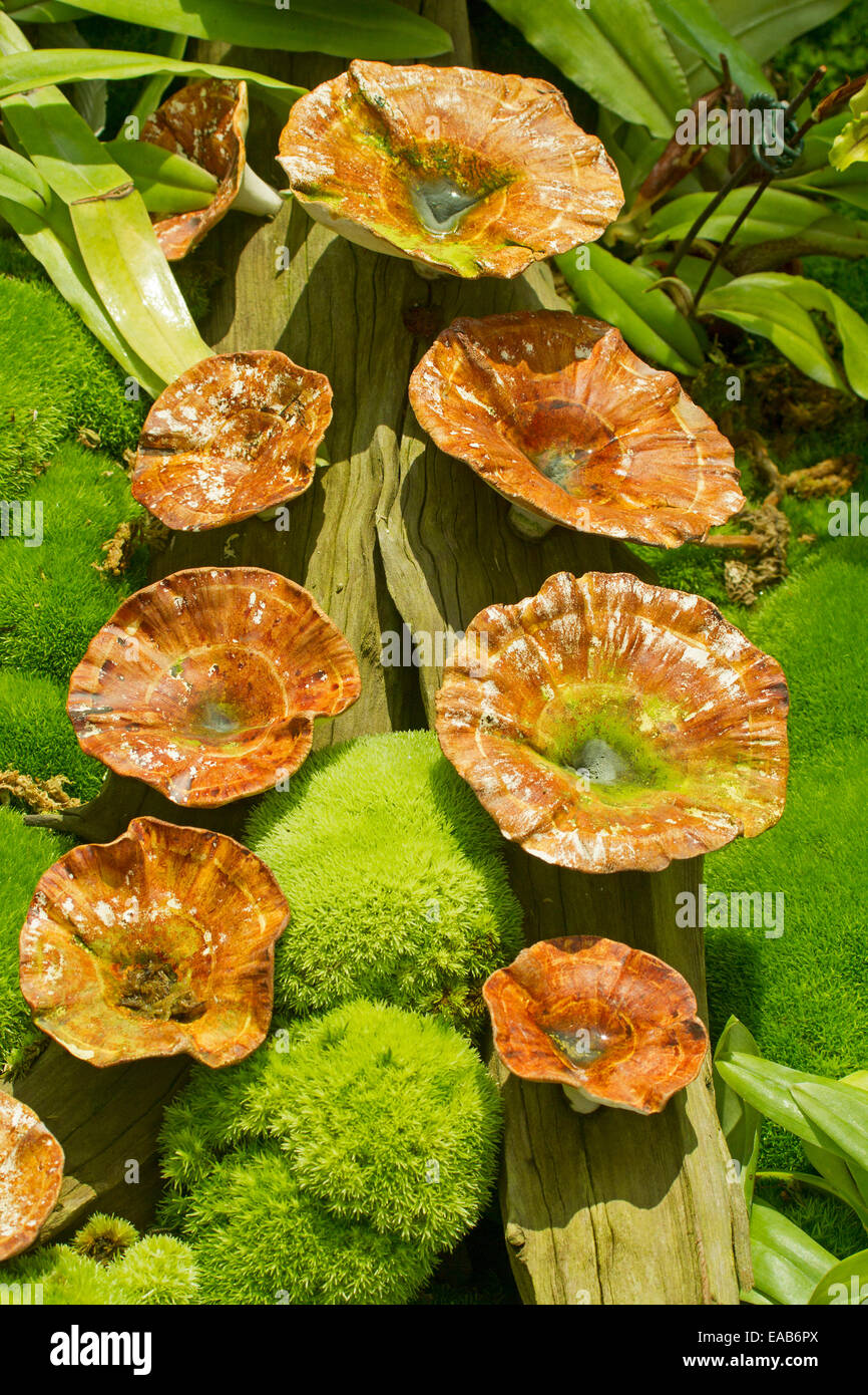 Cluster of vivid orange toadstools, Microporus xanthopus, with emerald clumping moss on floor of tropical forest in Singapore Stock Photo