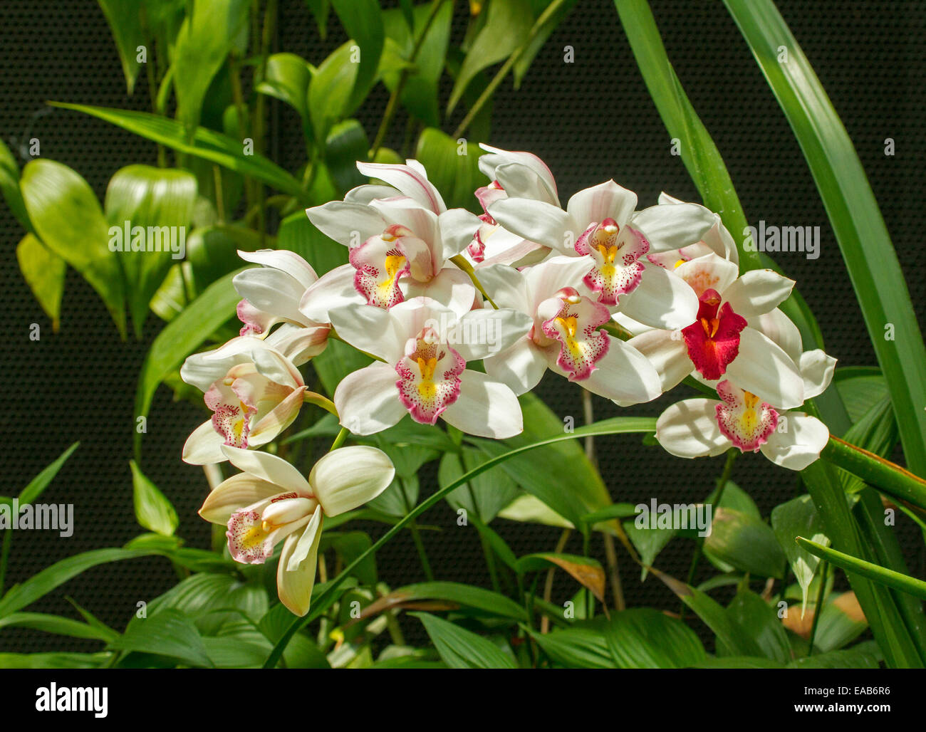 Large cluster of spectacular white and red cymbidium orchids with yellow throats and emerald foliage against black background Stock Photo