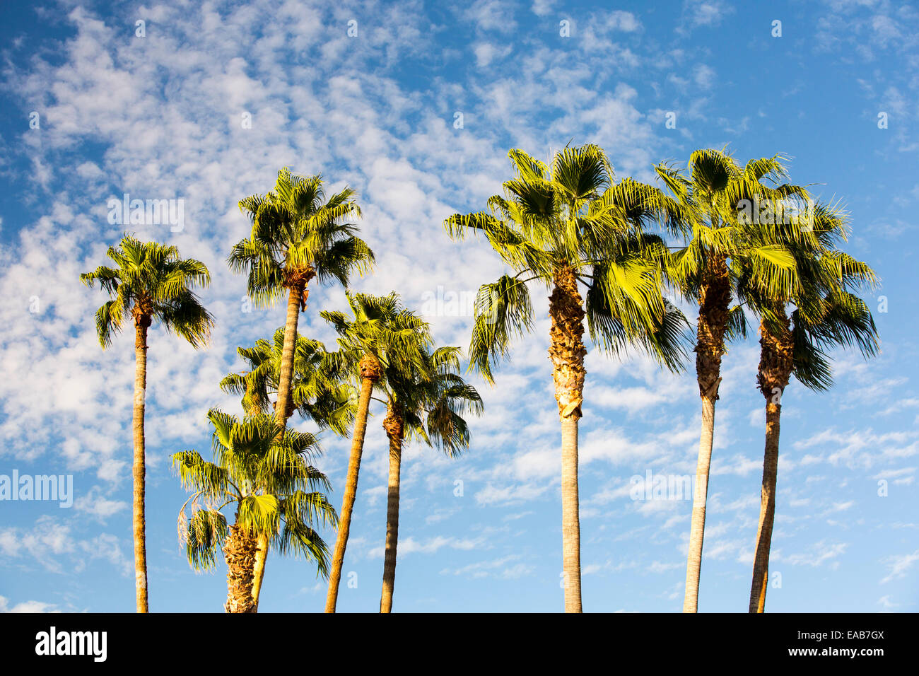 Palm trees at sunset in Bakersfield, California, USA. Stock Photo