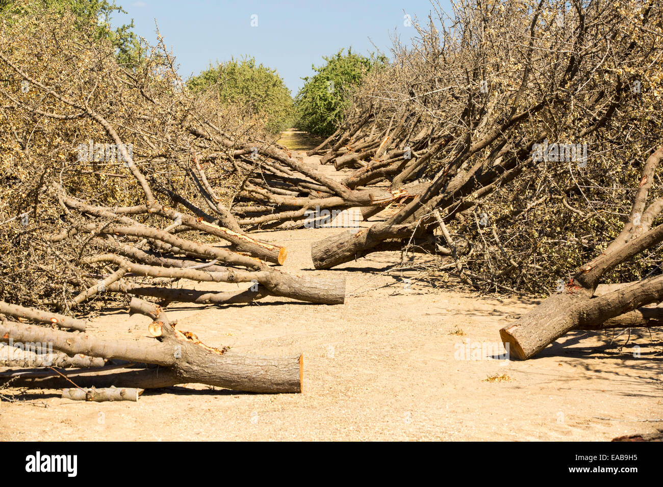 Almond groves being chopped down as there is no longer water available