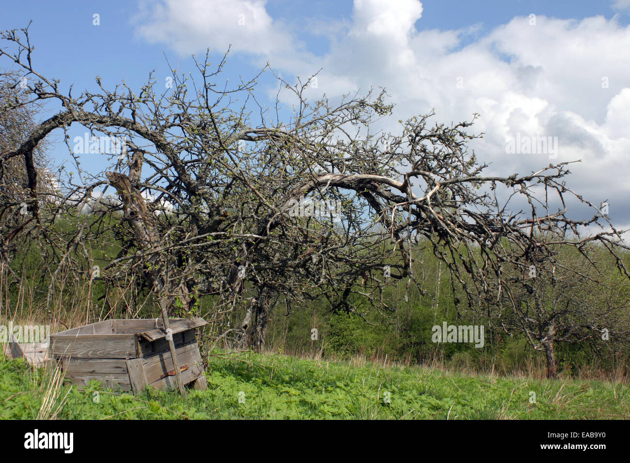 Spooky dead apple tree and ruined hive Stock Photo Alamy