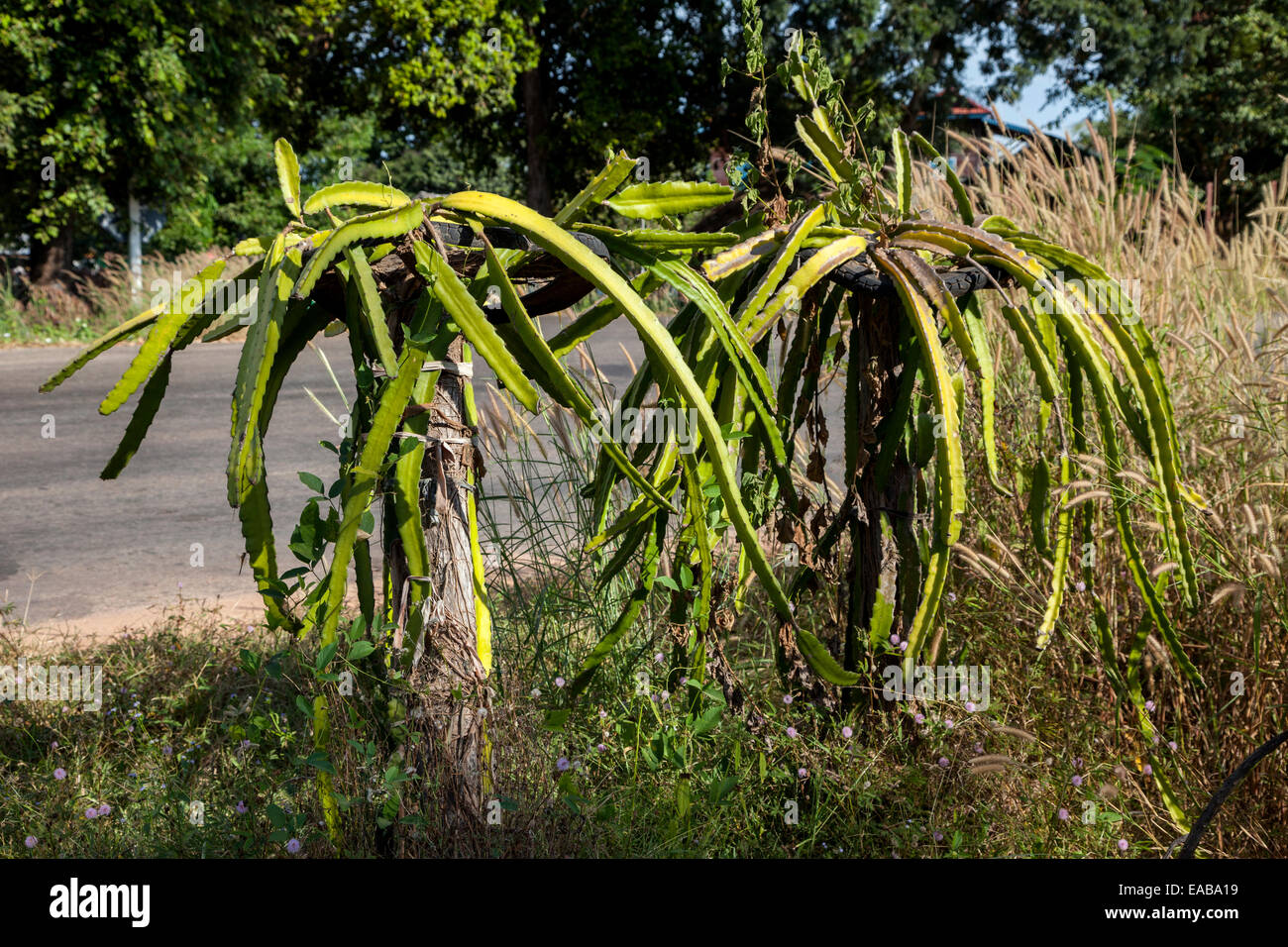 Cambodia.  Dragon Fruit (Hylocereus Undatus) Plant, without Fruit. Stock Photo