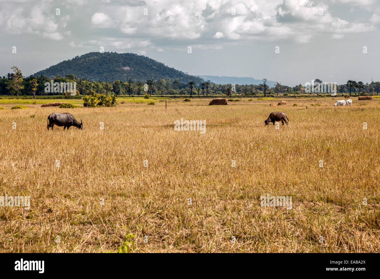 Cambodia. Cambodian Countryside, with Cattle, near Siem Reap Stock
