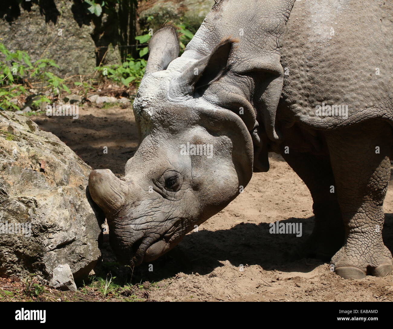 Greater one-horned Indian rhinoceros ( Rhinoceros unicornis), close-up of head Stock Photo