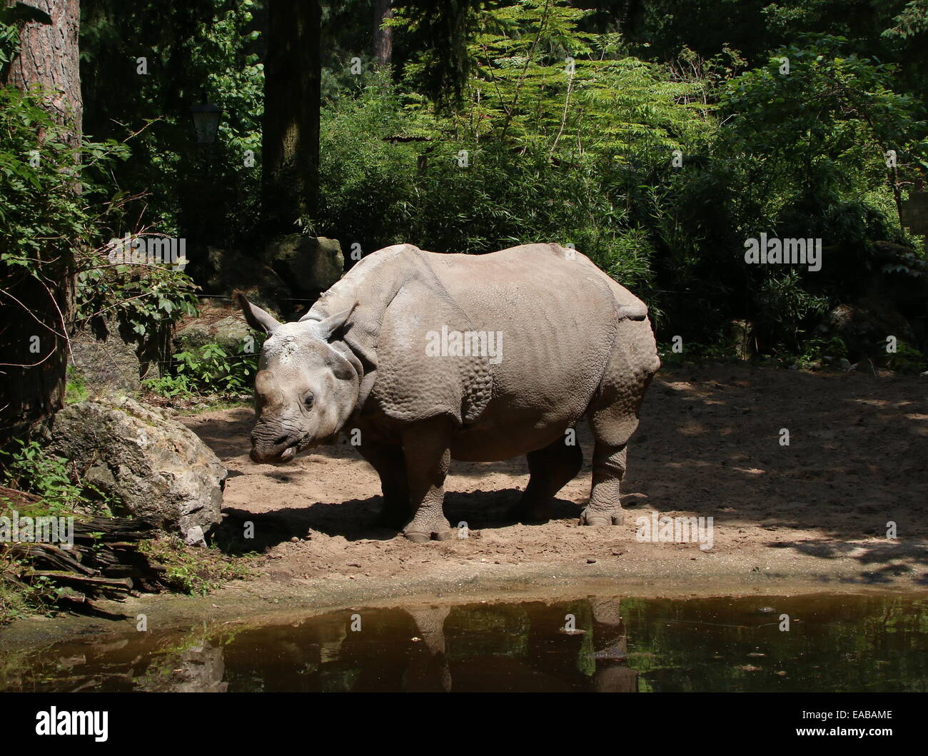 Greater one-horned Indian rhinoceros ( Rhinoceros unicornis) in a natural forest setting Stock Photo
