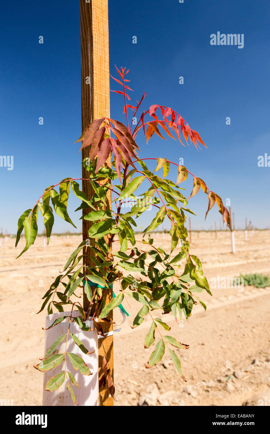 Fruit trees being planted in Wasco in the Central Valley of California that are vulnerable following the four year long drought Stock Photo