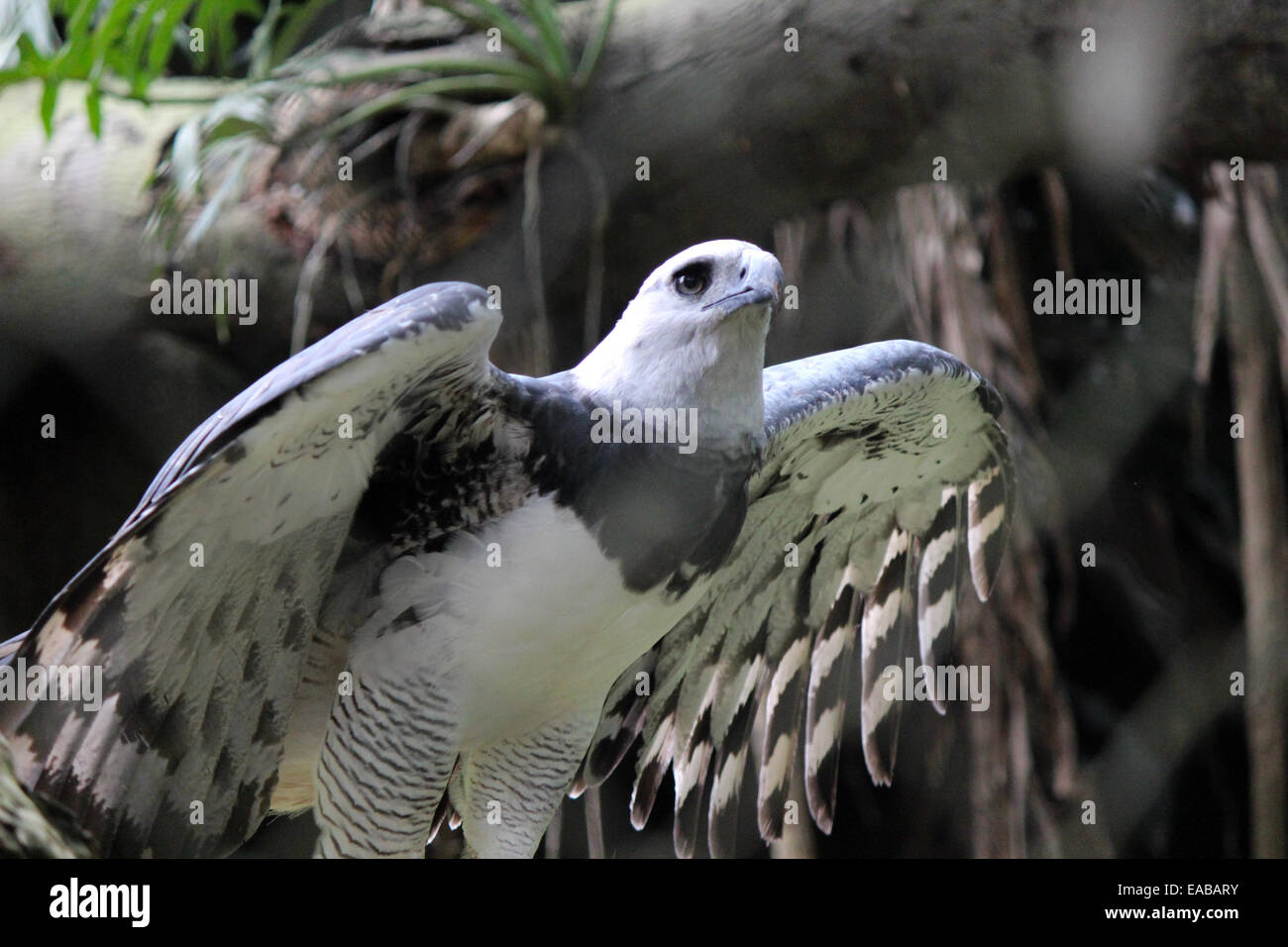 Harpy Eagle spreading it's wings before flight Stock Photo - Alamy