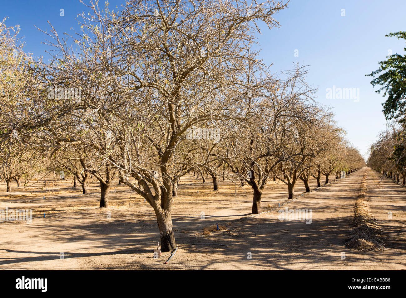 Dead and dying Almond trees in Almond groves in Wasco in the Central
