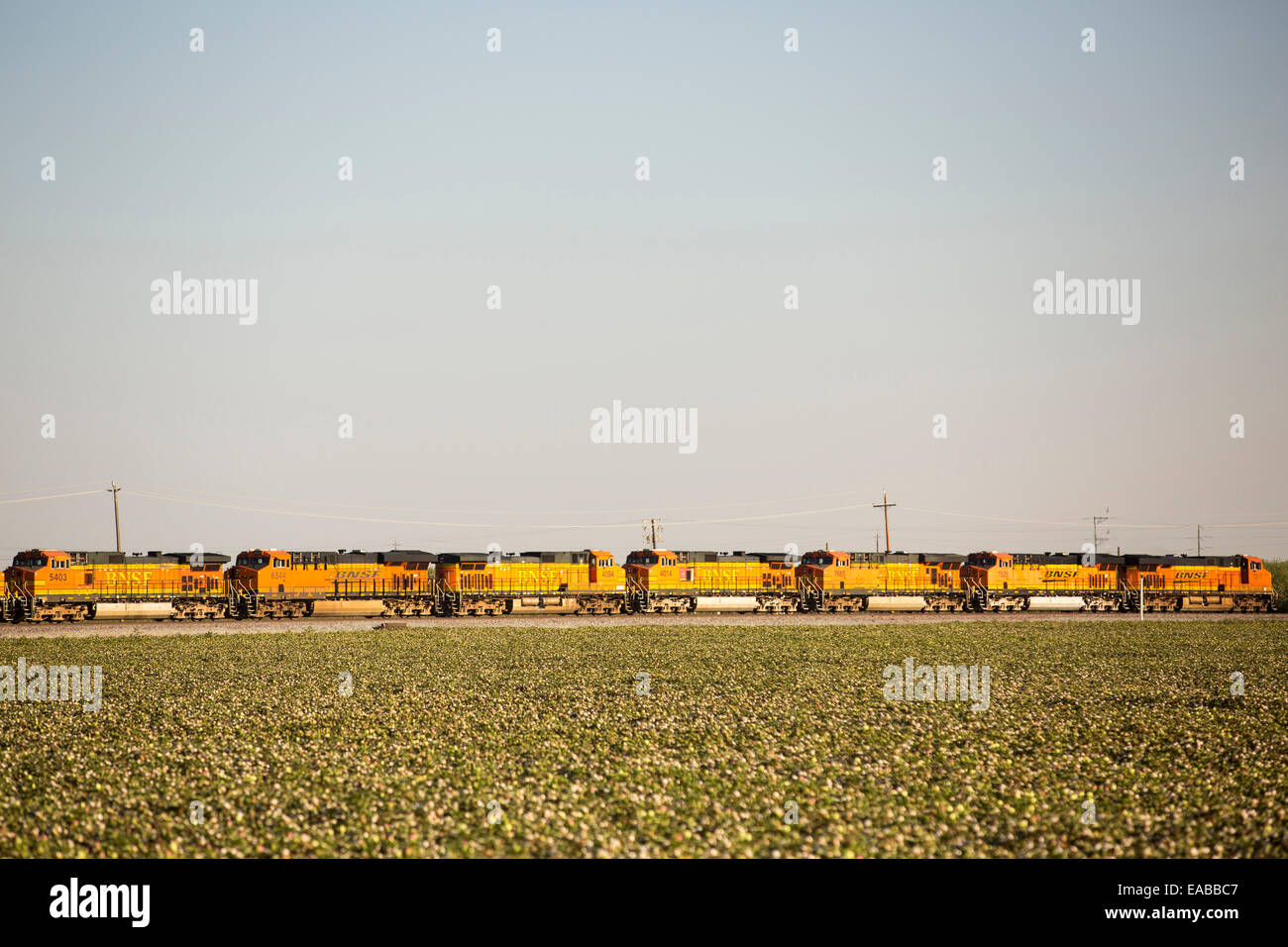 pass a cotton field in Wasco, Central Valley, California