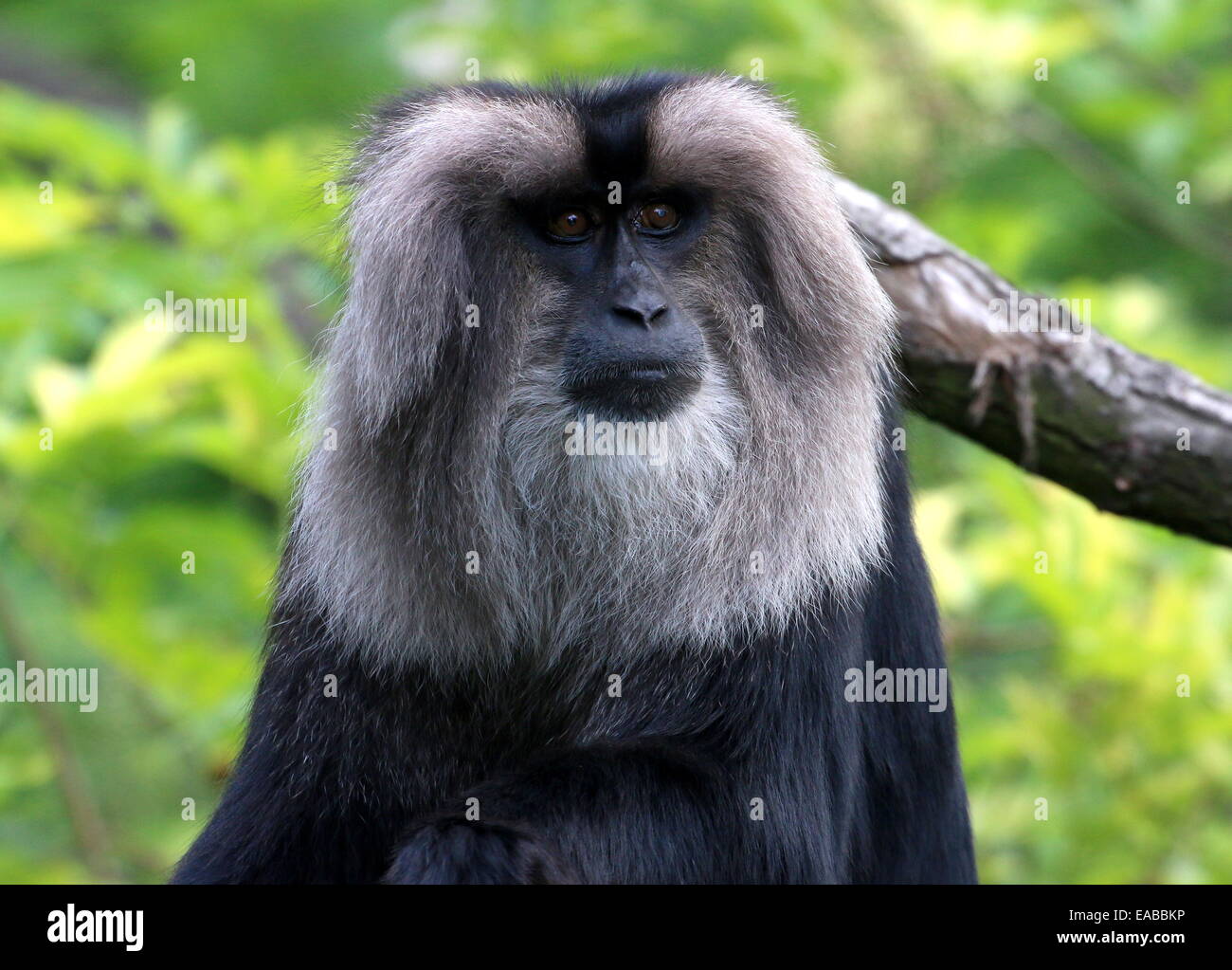 Close-up of a Lion-tailed macaque or Wanderoo (Macaca silenus) facing camera Stock Photo