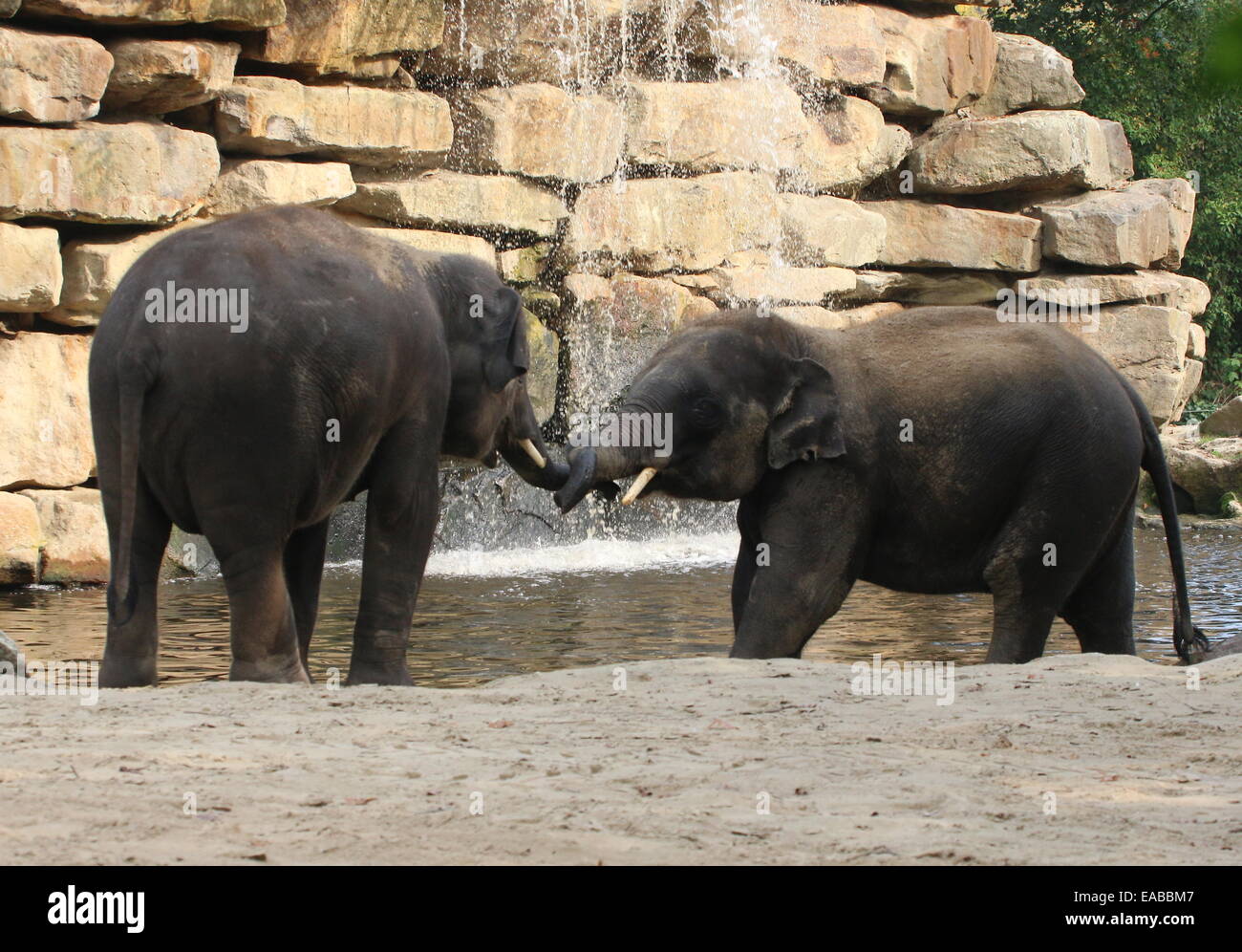 Two Young bull Asian elephants (Elephas maximus) rough-housing and cavorting Stock Photo