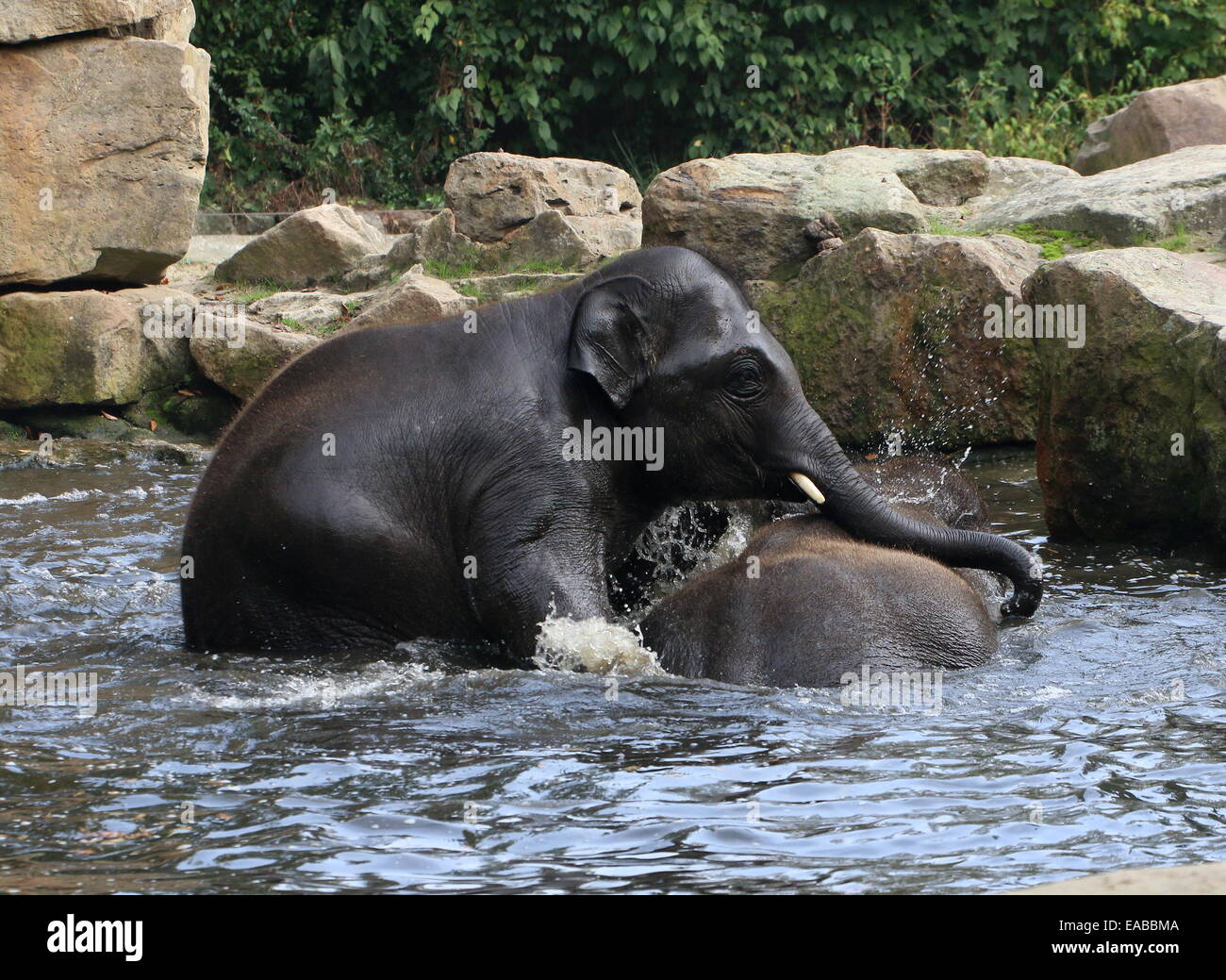 Young bull Asian elephants (Elephas maximus) bathing and cavorting in a lake Stock Photo