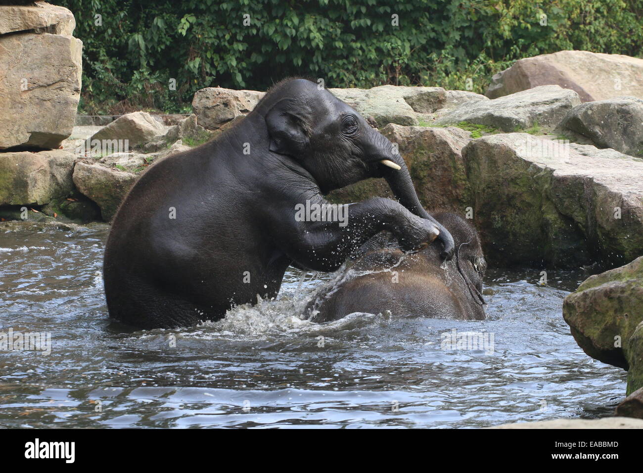Rowdy young male  Asian elephants (Elephas maximus) having fun  while bathing Stock Photo