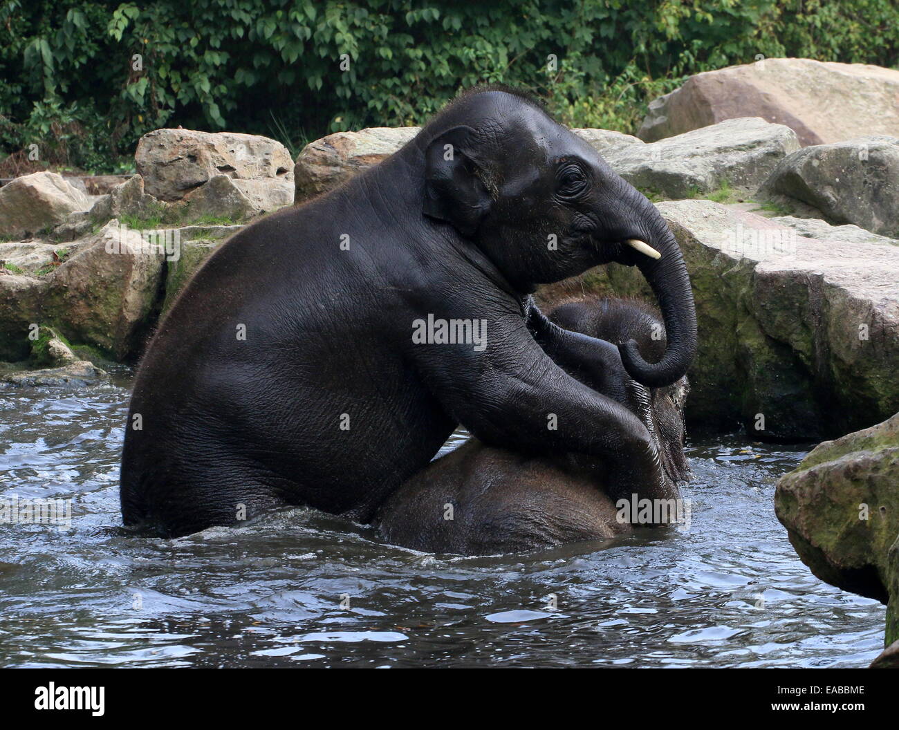 Rowdy young male  Asian elephants (Elephas maximus) having fun  while bathing Stock Photo