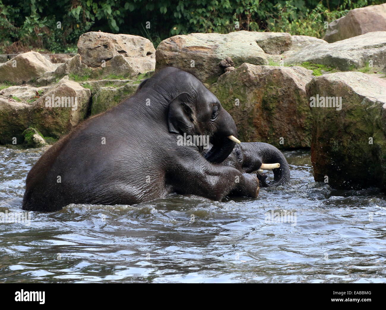 Playful young male  Asian elephants (Elephas maximus) having fun  while bathing Stock Photo