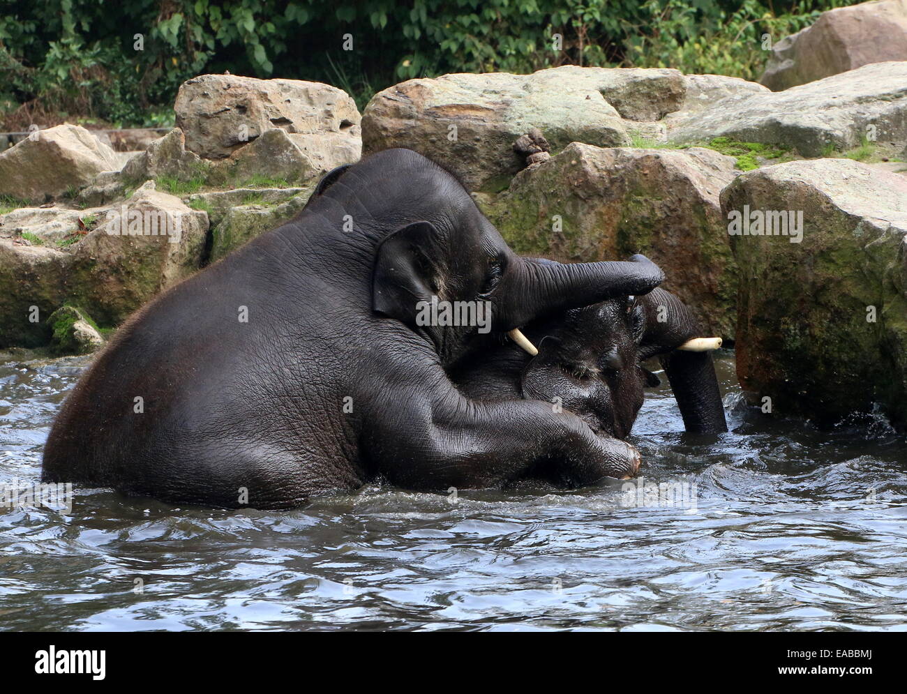 Young bull Asian elephants (Elephas maximus) bathing and cavorting in a lake Stock Photo